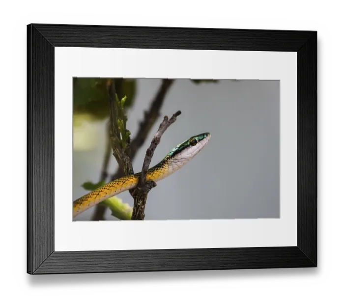 Framed Print : Black skinned parrot snake waiting for prey