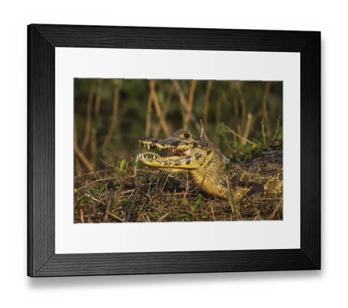 Framed Print : Black caiman cooling down with open mouth