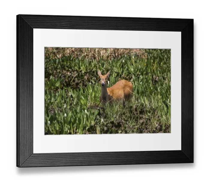 Framed Print : Marsh deer in the swamp, Pantanal, Brazil