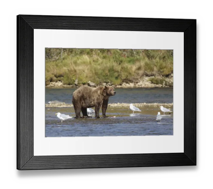 Framed Print : Alaskan brown bear (grizzly bear) standing in the riverbed Framed Print : Alaskan brown bear (grizzly bear) standing in the riverbed
