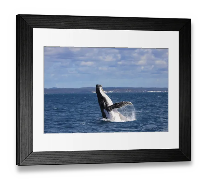 Framed Print : Humpback whale spy hopping, Hervey Bay, Queensland Framed Print : Humpback whale spy hopping, Hervey Bay, Queensland
