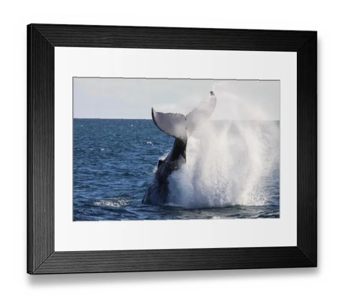 Framed Print : Humpback whale slapping its tail producing sea spray