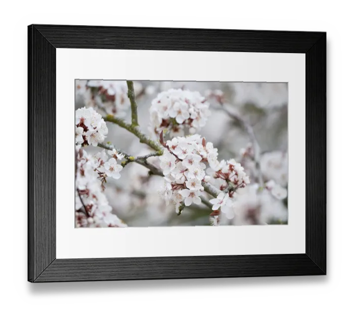Framed Print : Branch of a cherry tree with cherry blossoms in spring Framed Print : Branch of a cherry tree with cherry blossoms in spring