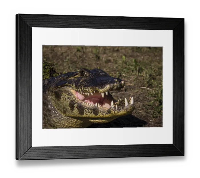 Framed Print : Yacare Caiman, crocodile with open mouth in wetlands in the Pantanal Framed Print : Yacare Caiman, crocodile with open mouth in wetlands in the Pantanal