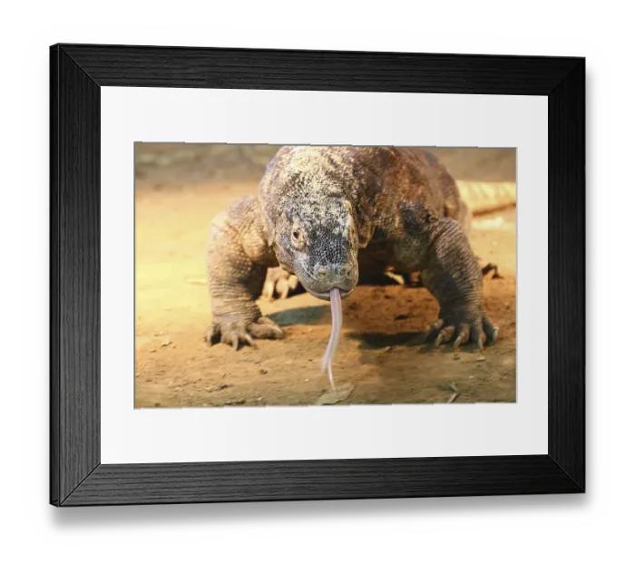 Framed Print : The monitor lizards (Varanus) form a genus of about 79 species of scaly crawlers (Squamata) Framed Print : The monitor lizards (Varanus) form a genus of about 79 species of scaly crawlers (Squamata)