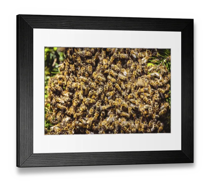 Framed Print : A swarm of European honey bees clinging to a bee queen on a bush closeup