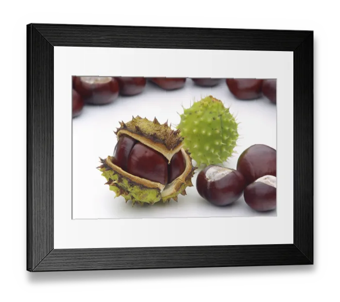 Framed Print : Chestnut, Chestnut
