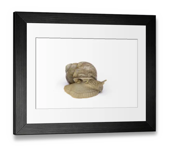 Framed Print : Vineyard snail, escargot
