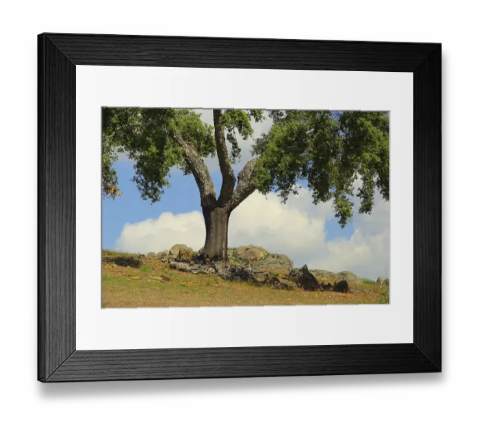 Framed Print : Cork oak