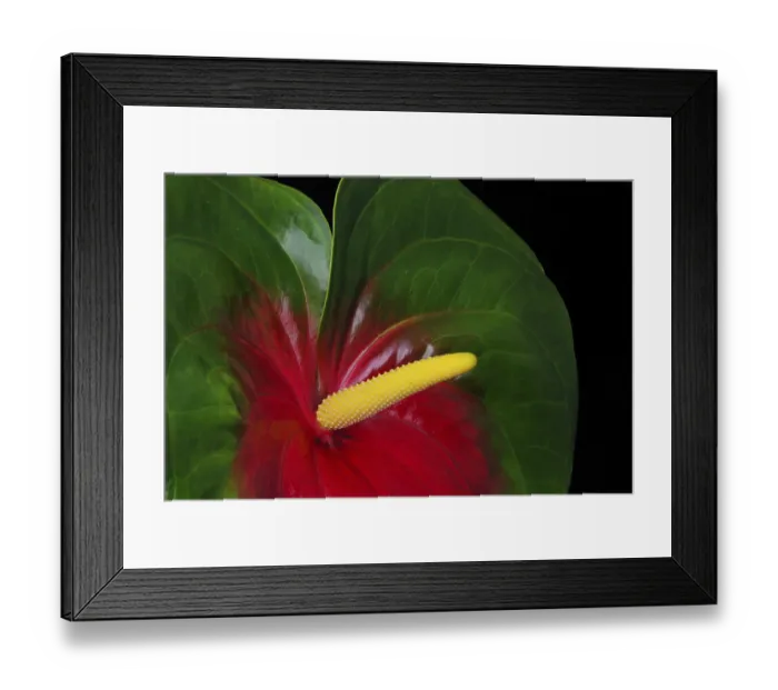 Framed Print : Flamingo flower, Anthurium Framed Print : Flamingo flower, Anthurium