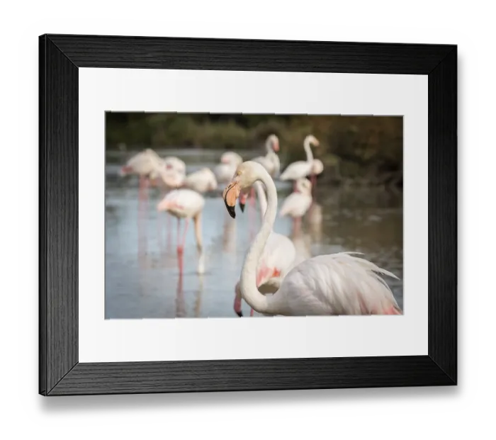 Framed Print : Flamingos (Phoenicopterus roseus) in the Camargue Framed Print : Flamingos (Phoenicopterus roseus) in the Camargue