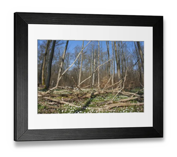 Framed Print : Annemones in the forest