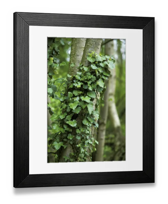 Framed Print : IVY (hedera helix) ON A TREE TRUNK