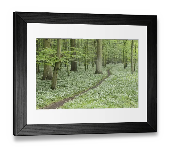 Framed Print : Flowering wild garlic (Allium ursinum) and path in a deciduous forest