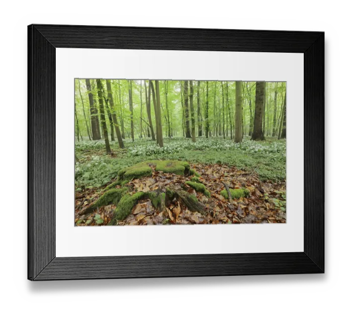 Framed Print : Flowering wild garlic (Allium ursinum) and tree root in a deciduous forest