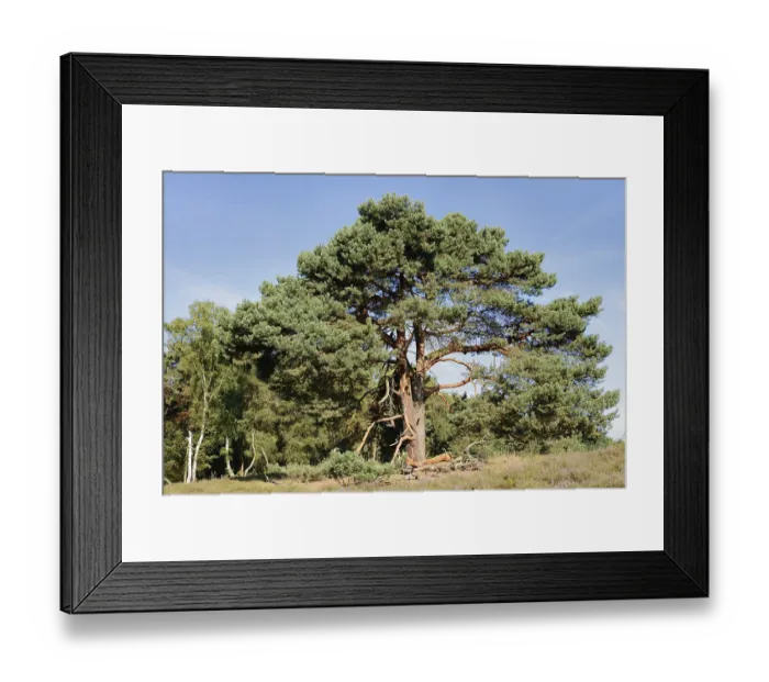 Framed Print : Scots pine or Scots pine (Pinus sylvestris) in heathland Framed Print : Scots pine or Scots pine (Pinus sylvestris) in heathland