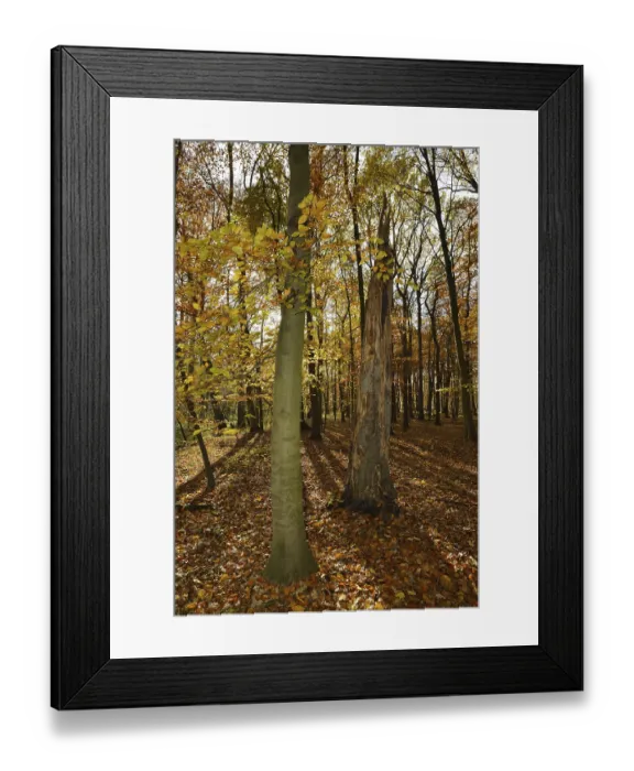 Framed Print : European beech (Fagus sylvatica) and dead beech in a deciduous forest in autumn Framed Print : European beech (Fagus sylvatica) and dead beech in a deciduous forest in autumn