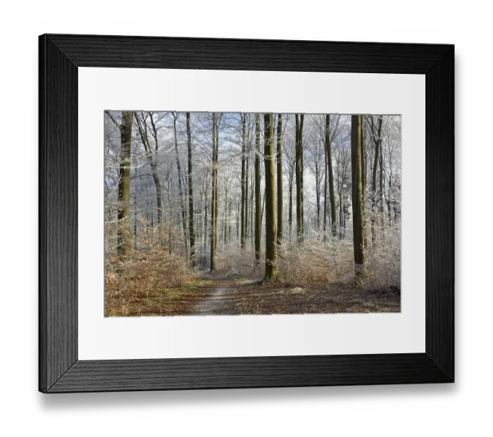 Framed Print : Maulbronn, Hoarfrost in the Forest