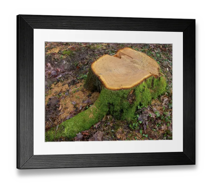 Framed Print : Cut tree trunks in the forest Wood