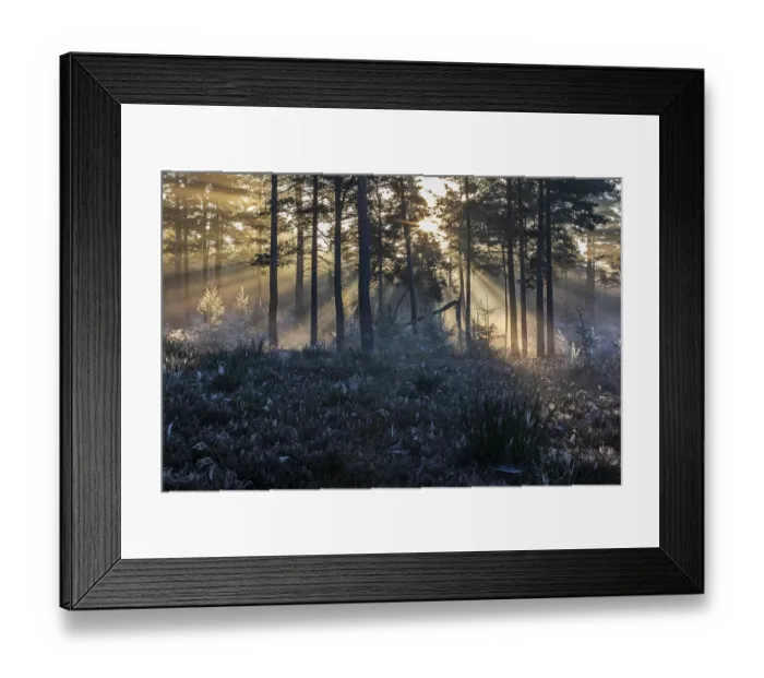 Framed Print : After a cold night, the first rays of the morning sun fight their way through the fog in a forest