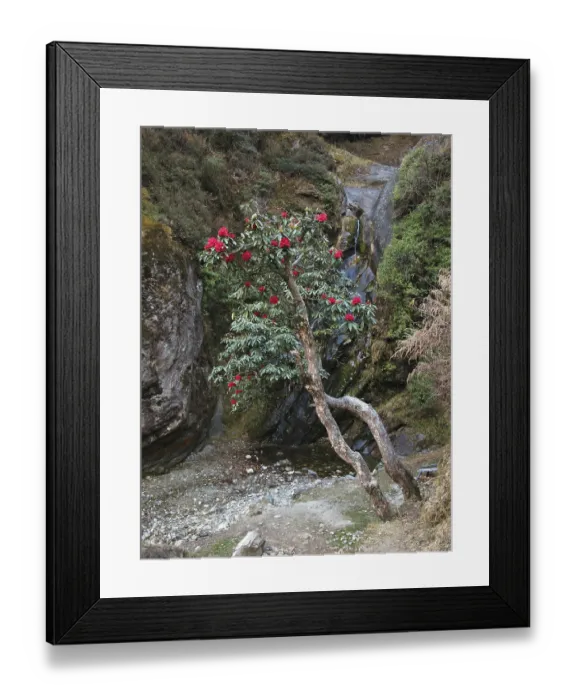 Framed Print : Red rhododendron, national flower of Nepal Framed Print : Red rhododendron, national flower of Nepal