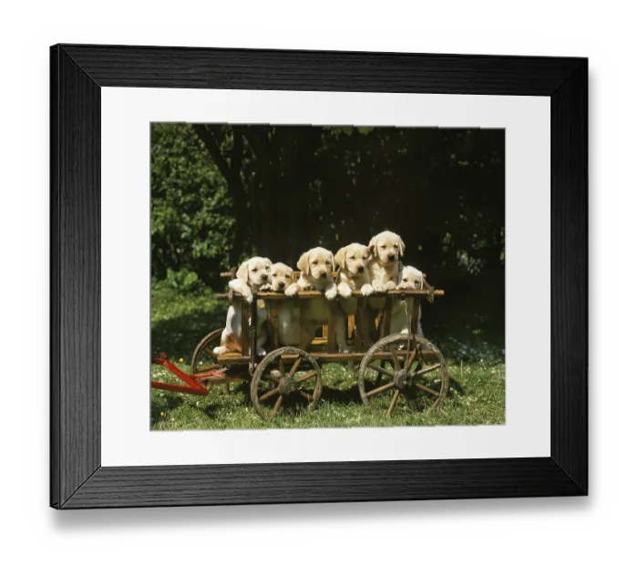 Framed Print : Yellow Labrador Retriever Dog, Puppy in the Wagon