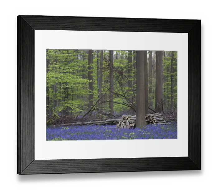 Framed Print : Bluebell, beech forest (Endymion nonscriptus) (Fagus sylvatica)