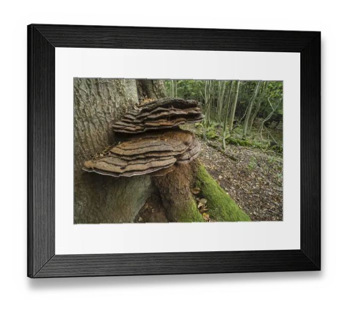 Framed Print : Fruiting bodies of the artist's mushroom (Ganoderma applanatum) Framed Print : Fruiting bodies of the artist's mushroom (Ganoderma applanatum)