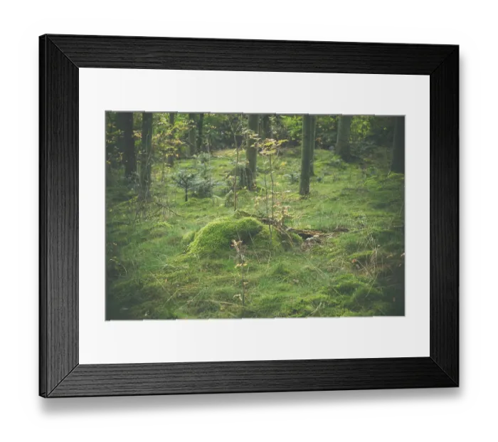 Framed Print : Wooden log with green moss in a forest at autumn Framed Print : Wooden log with green moss in a forest at autumn