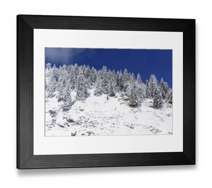 Framed Print : Mountain spruce forest in winter