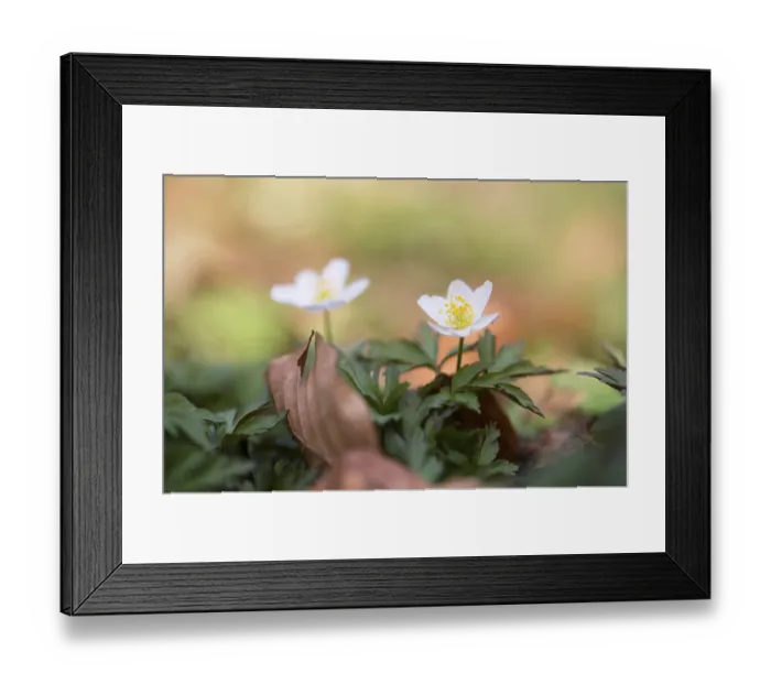 Framed Print : Wood anemone (Anemone nemorosa) Framed Print : Wood anemone (Anemone nemorosa)