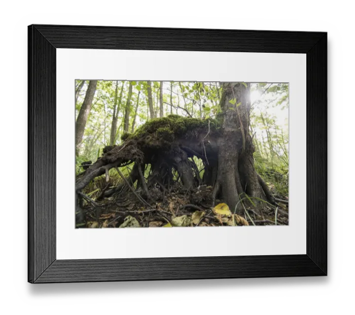 Framed Print : Mixed beech forest, roots formed above ground