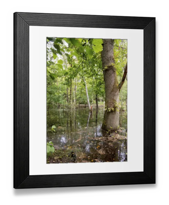 Framed Print : Swamp forest, high water level in mixed deciduous forest