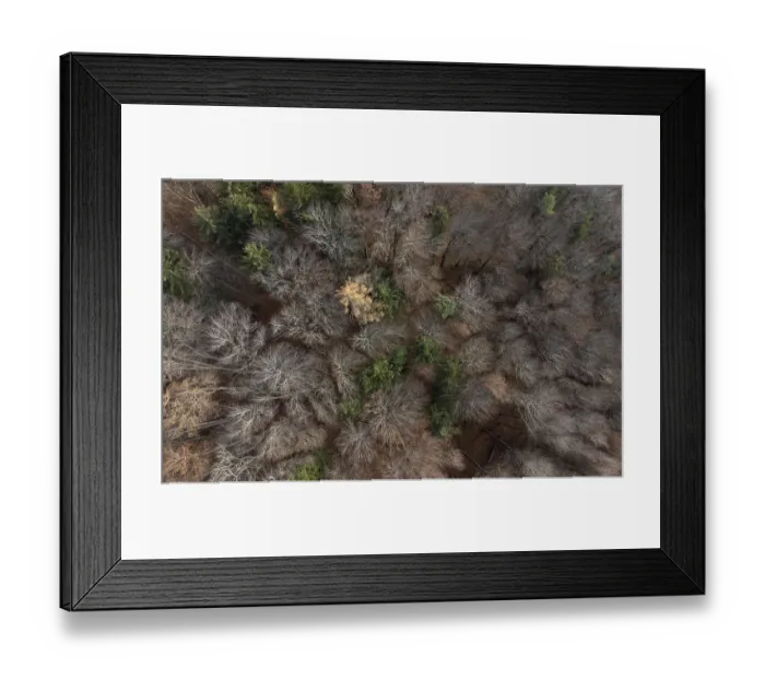 Framed Print : Undecorated mixed beech forest from above