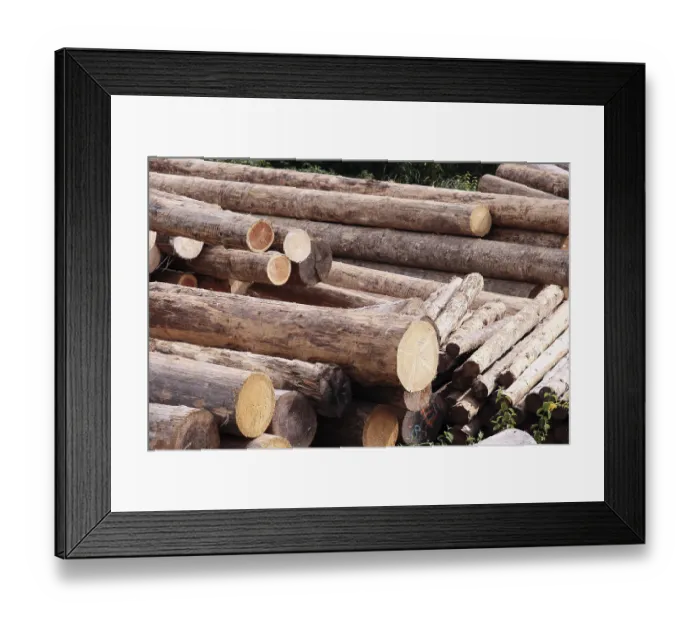 Framed Print : Timber industry Framed Print : Timber industry