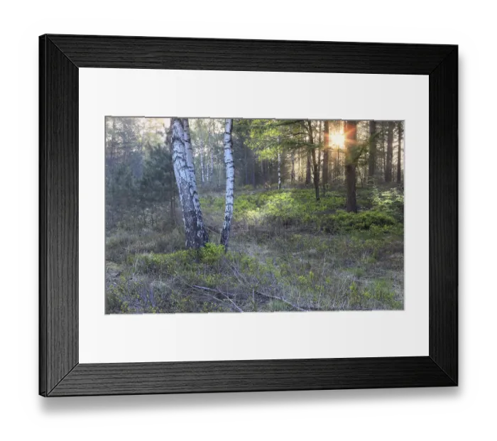Framed Print : Sunrise in forest wuth birches in summer