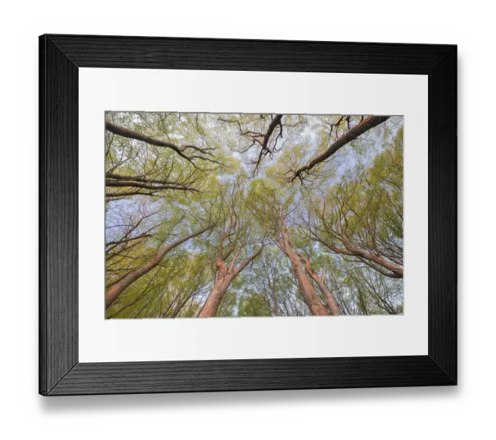 Framed Print : Frog's perspective, view into the treetops Framed Print : Frog's perspective, view into the treetops