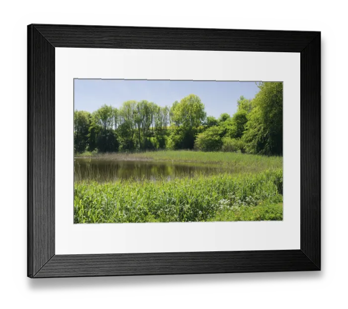 Framed Print : Pond with reed banks, Jasmund National Park Framed Print : Pond with reed banks, Jasmund National Park