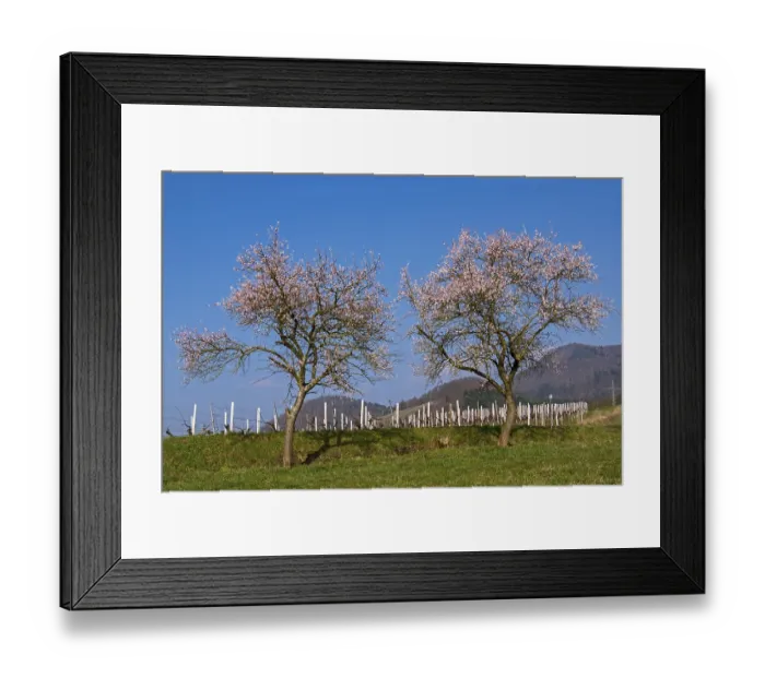Framed Print : Almond tree (Prunus dulcis) Framed Print : Almond tree (Prunus dulcis)