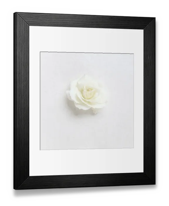 Framed Print : Beautiful white rose on white background Framed Print : Beautiful white rose on white background