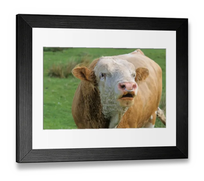 Framed Print : Domestic cattle, Simmental bull with nose ring Framed Print : Domestic cattle, Simmental bull with nose ring