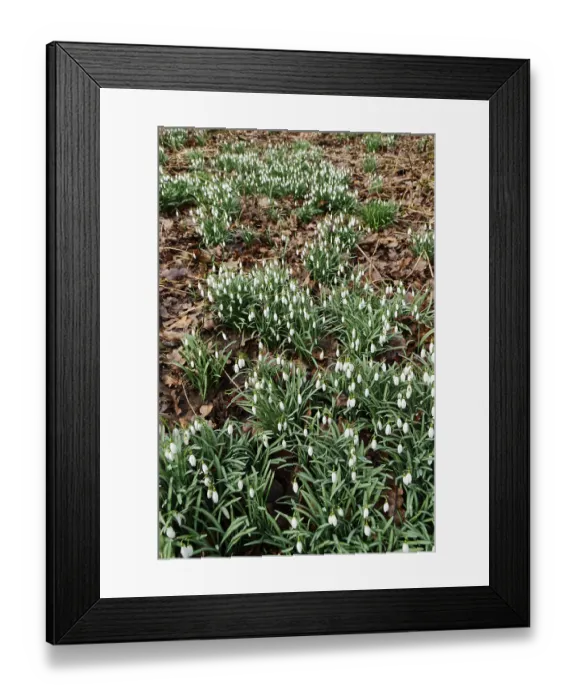 Framed Print : Common snowdrop (Galanthus nivalis)