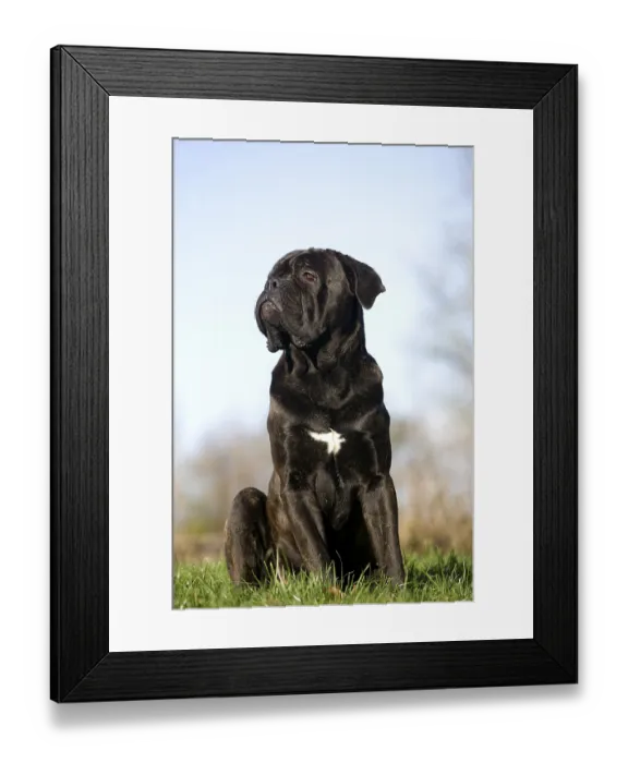 Framed Print : CANE CORSO, A DOG SEASON FROM ITALY
