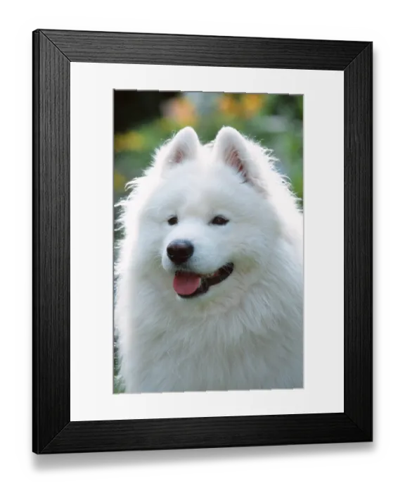 Framed Print : Samoyed