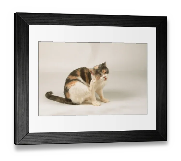 Framed Print : British Shorthair Cat, British shorthair cat