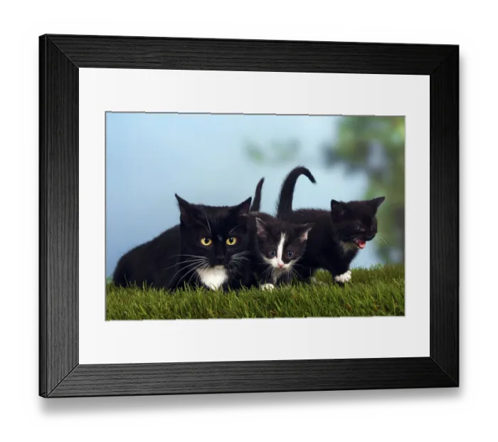 Framed Print : House cat with kittens