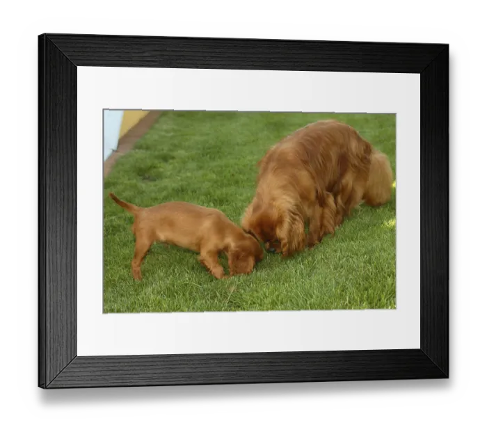 Framed Print : Cavalier King Charles Spaniel and puppy