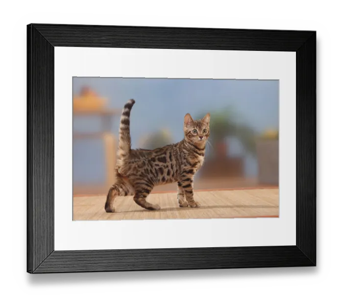 Framed Print : Bengal cat, kitten, male, 3 months, male, sideways Framed Print : Bengal cat, kitten, male, 3 months, male, sideways