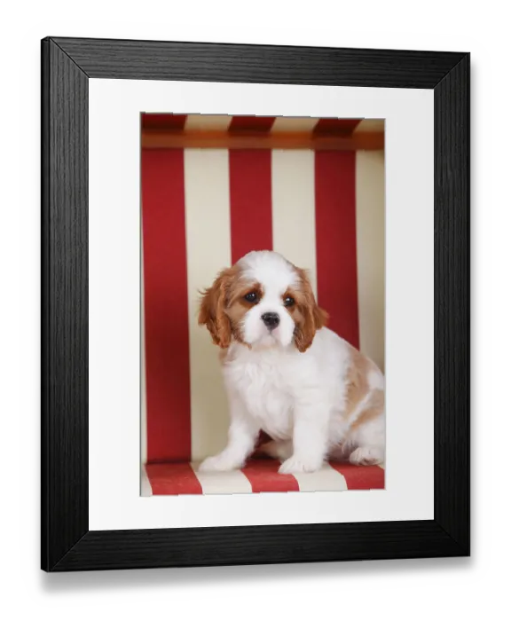 Framed Print : Cavalier King Charles Spaniel, puppy Framed Print : Cavalier King Charles Spaniel, puppy