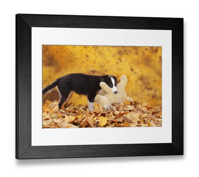 Framed Print : Australian Shepherd, puppy, 13 weeks